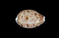 藏品(山貓寶螺)的圖片